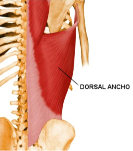 dorsal ancho