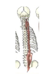 dorsal largo
